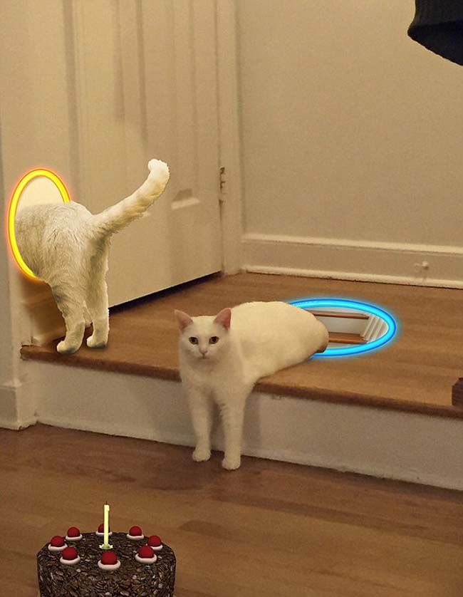 喵星人奇葩坐姿遭惡搞 網友腦洞大開