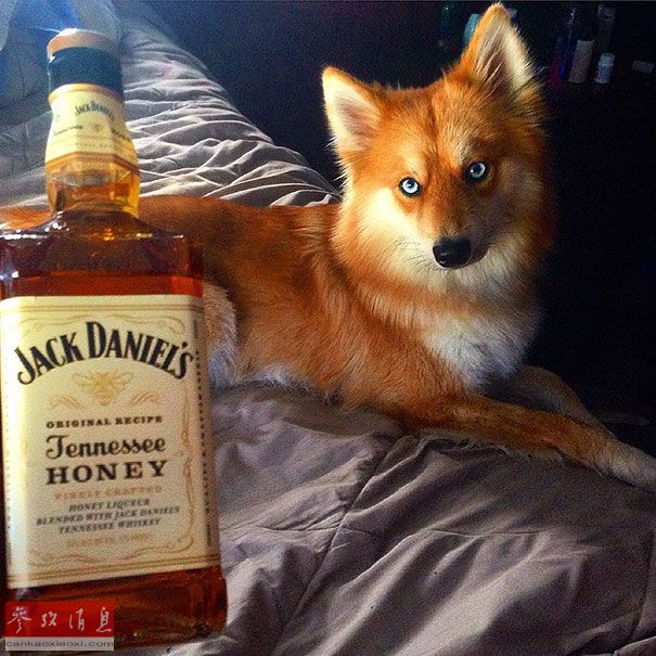 狐貍還是狗？藍眼睛萌寵走紅網絡