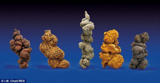 古時海龜五份糞便樣本也將拍賣。