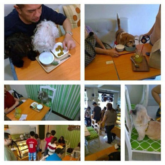 菲律賓另類咖啡館為寵物狗設菜單 鼓勵人狗同桌進餐(圖) 菲律賓另類咖啡館為寵物狗設菜單 鼓勵人狗同桌進餐(圖)