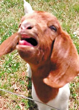 這只會(huì)說(shuō)話(huà)的小山羊不斷發(fā)出類(lèi)似“What”的聲音。 這只會(huì)說(shuō)話(huà)的小山羊不斷發(fā)出類(lèi)似“What”的聲音。