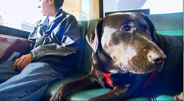 伊柯麗斯(Eclipse)搭乘公車。