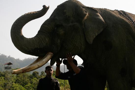 圖為大象巡邏隊里的大象。來源：法新社。