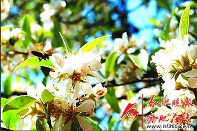 261歲古樹棠梨“搬家” 業內人士表示擔憂(圖) 261歲古樹棠梨“搬家” 業內人士表示擔憂(圖)