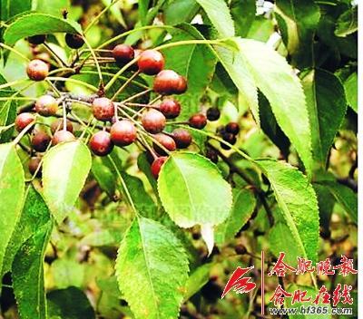 261歲古樹棠梨“搬家” 業內人士表示擔憂(圖) 261歲古樹棠梨“搬家” 業內人士表示擔憂(圖)