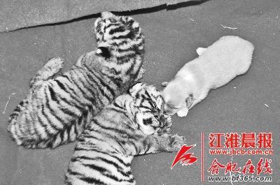 合肥動物園東北虎產下“龍鳳胎” 狗媽媽做奶娘 合肥動物園東北虎產下“龍鳳胎” 狗媽媽做奶娘