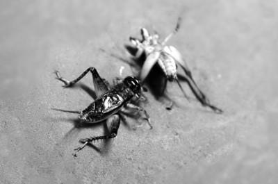 蟋蟀市場出現高價蛐蛐 一只賣3萬(圖)