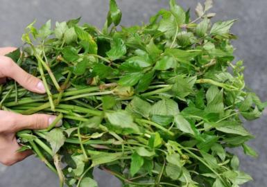 四川多個景區農家樂賣不明野菜 野芹毒芹分不清
