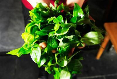 四川多個景區農家樂賣不明野菜 野芹毒芹分不清