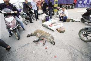 男子當(dāng)街擺好刀和案板叫賣野豬 稱30多人圍捕