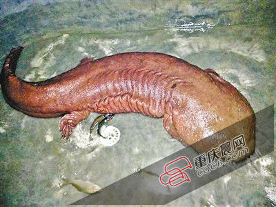 巫山抱龍鎮的超級娃娃魚。