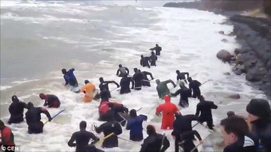 一場暴雨后，俄羅斯加里寧格勒Pionersky鎮，數十人潛入海水中搜尋琥珀。