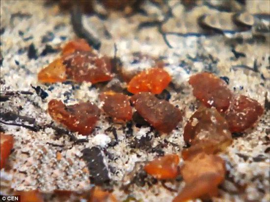 波羅的海的一場暴風雨將琥珀卷到了岸上，這里包攬了全球90%的琥珀產量。