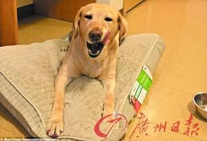 機智的導盲犬尤蘭達。