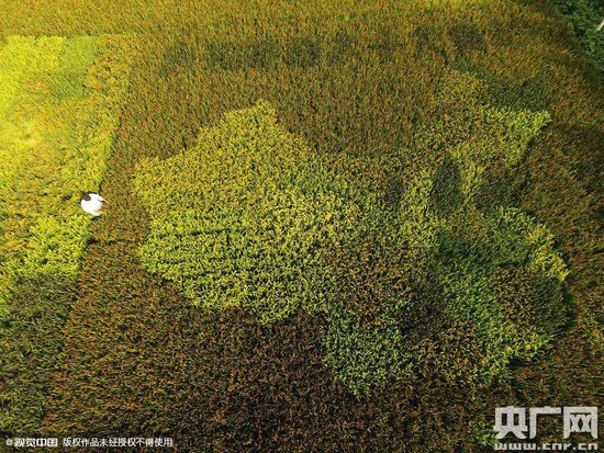 老人用水稻種出中國地圖及彩色地毯 老人用水稻種出中國地圖及彩色地毯