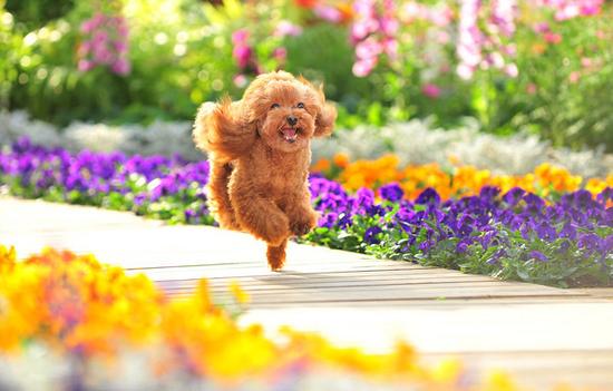 科學家教你如何與寵物關(guān)系更密切:跟狗狗對視 科學家教你如何與寵物關(guān)系更密切:跟狗狗對視