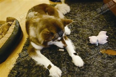 說到蘋果表，昨天的網友大為感嘆：人比人，氣死人了。不！是人比狗，氣死人。