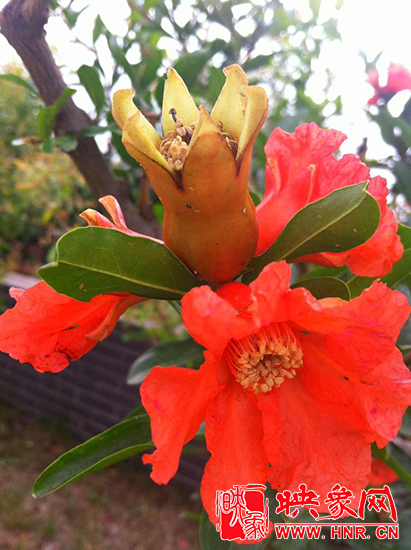 中國(guó)?鄭州首屆河陰石榴花文化旅游節(jié)開(kāi)幕