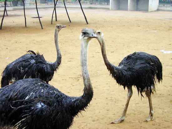 亞洲最大的鴕鳥養殖示范基地