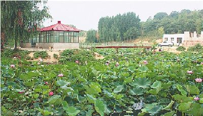 櫻桃溝景區百畝荷花盛放 垂釣納涼享農家