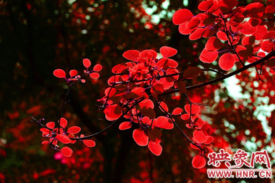 欒川發(fā)布散客旅游通票 160元玩轉六大景區(qū)