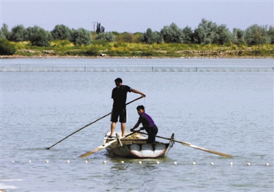 航天員食品特供基地：奶牛須隔離休養一月