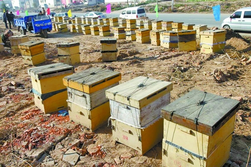 這些蜜蜂箱沿路依次擺放,綿延近千米。