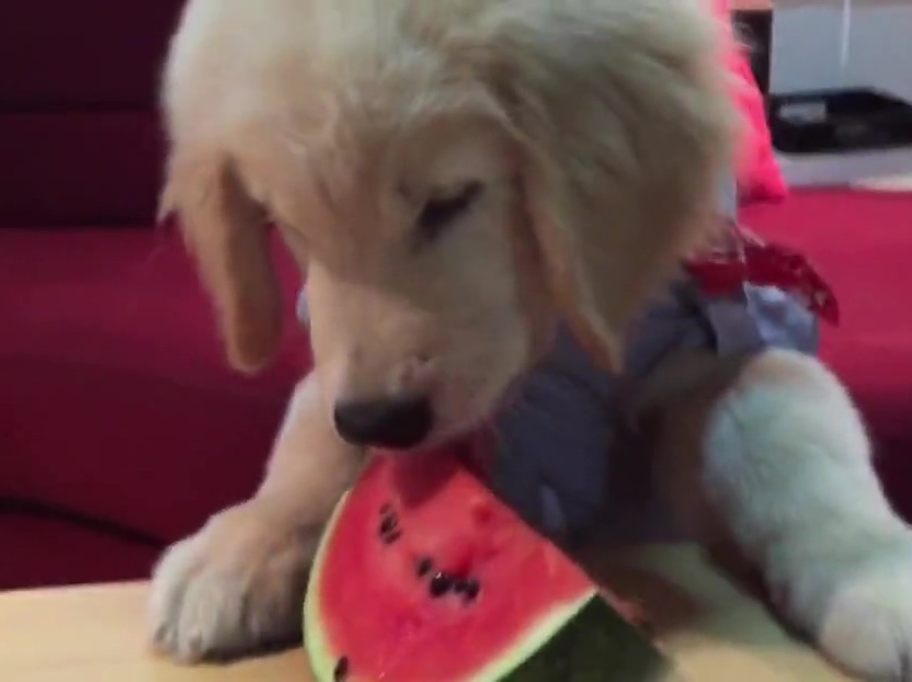 超萌金毛啃西瓜！夏天來了汪星人也要消暑?。? title=