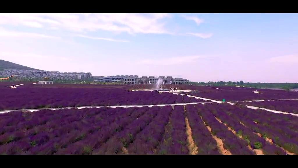 薰衣草莊園第二版