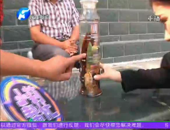 神奇！泡酒人參發(fā)芽長(zhǎng)樹葉