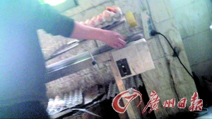 工作人員正在為“土雞蛋”噴日期碼。 工作人員正在為“土雞蛋”噴日期碼。