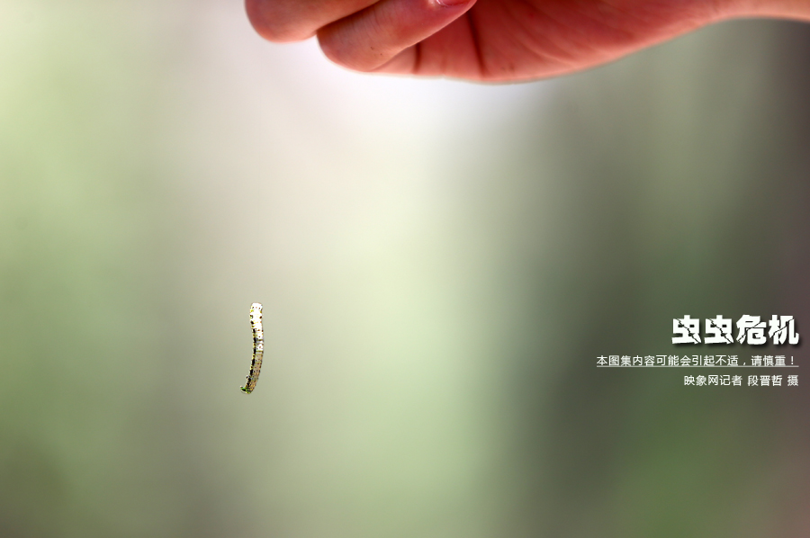 當小蟲子從樹上垂絲而下懸在半空中時，給路上的行人帶來諸多不便