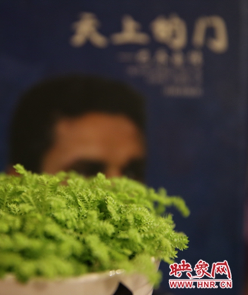 書架上精心布置的綠色植物。 書架上精心布置的綠色植物。