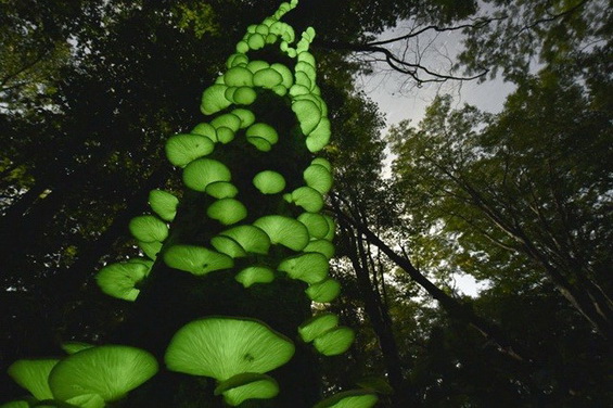 日本現綠光蘑菇“月夜茸”色彩瑰麗惹人愛 日本現綠光蘑菇“月夜茸”色彩瑰麗惹人愛