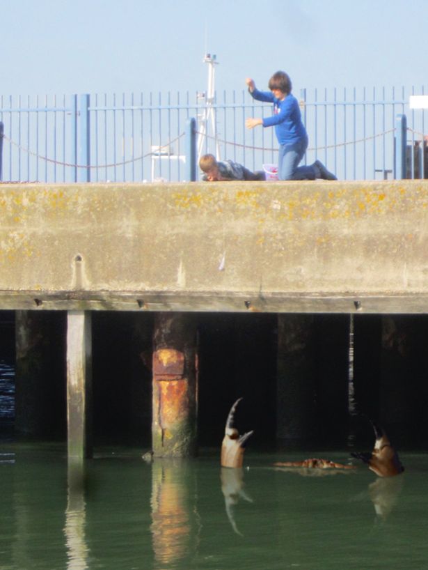 英國再現巨蟹照片 目測或有15米長