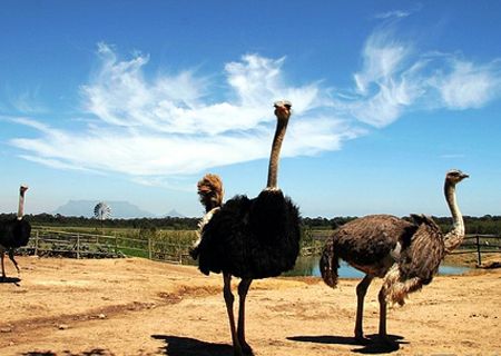 金鷺鴕鳥(niǎo)園景區(qū)新春邀您逛廟會(huì) 金鷺鴕鳥(niǎo)園景區(qū)新春邀您逛廟會(huì)